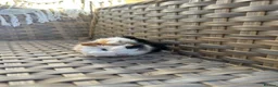 Guinea Pig rodents for sale: Handsome baby long haired male guinea pigs. - Advert 9