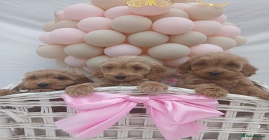 Cockapoo dogs - Advert 8
