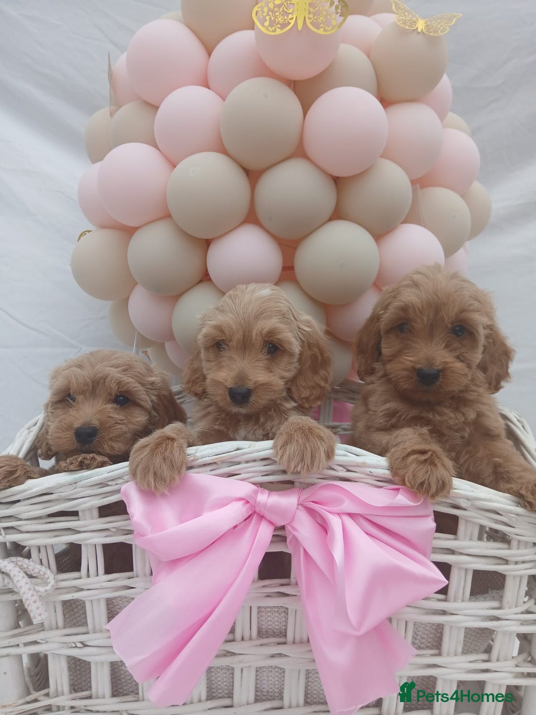 Cockapoo dogs for sale: PRA Clear show type cockapoo puppies  - Image 2