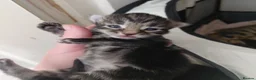 Mixed Breed cats for sale: 2 fluffy kittens - Advert 7