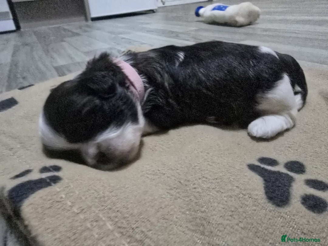 Shih Tzu dogs for sale: Shih tzu pups - Advert 12