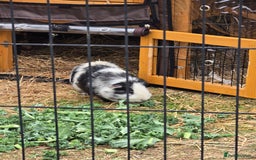 Guinea Pig rodents for sale: Moving House - Not with Piggies  - Image 3