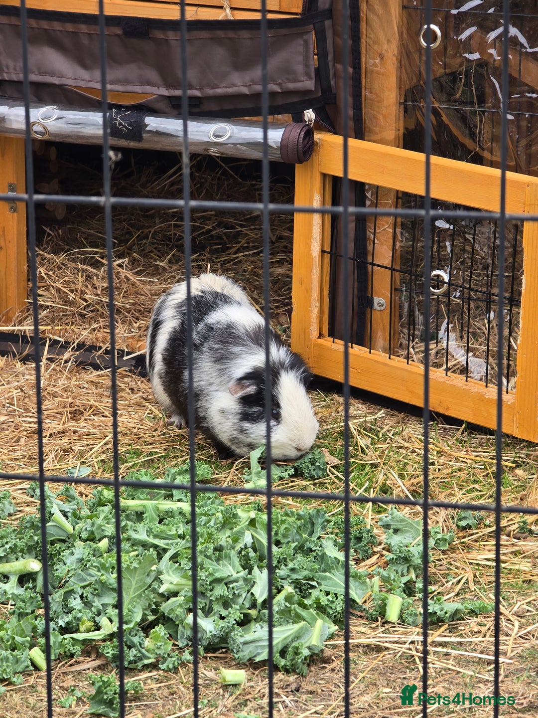 Guinea Pig rodents for sale: Moving House - Not with Piggies  - Image 3