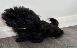 Shihpoo dogs for sale: Adorable shihpoo puppies - Image 10