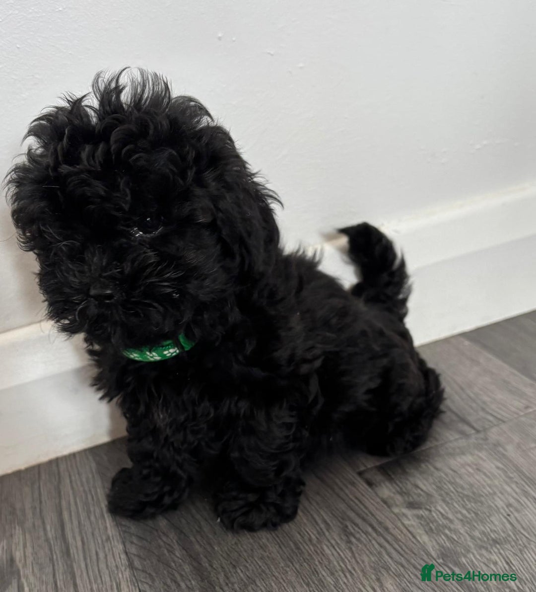 Shihpoo dogs for sale: Adorable shihpoo puppies - Image 10