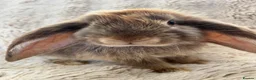 French Lop rabbits for sale: French lops looking for their forever home 🏡 - Advert 10