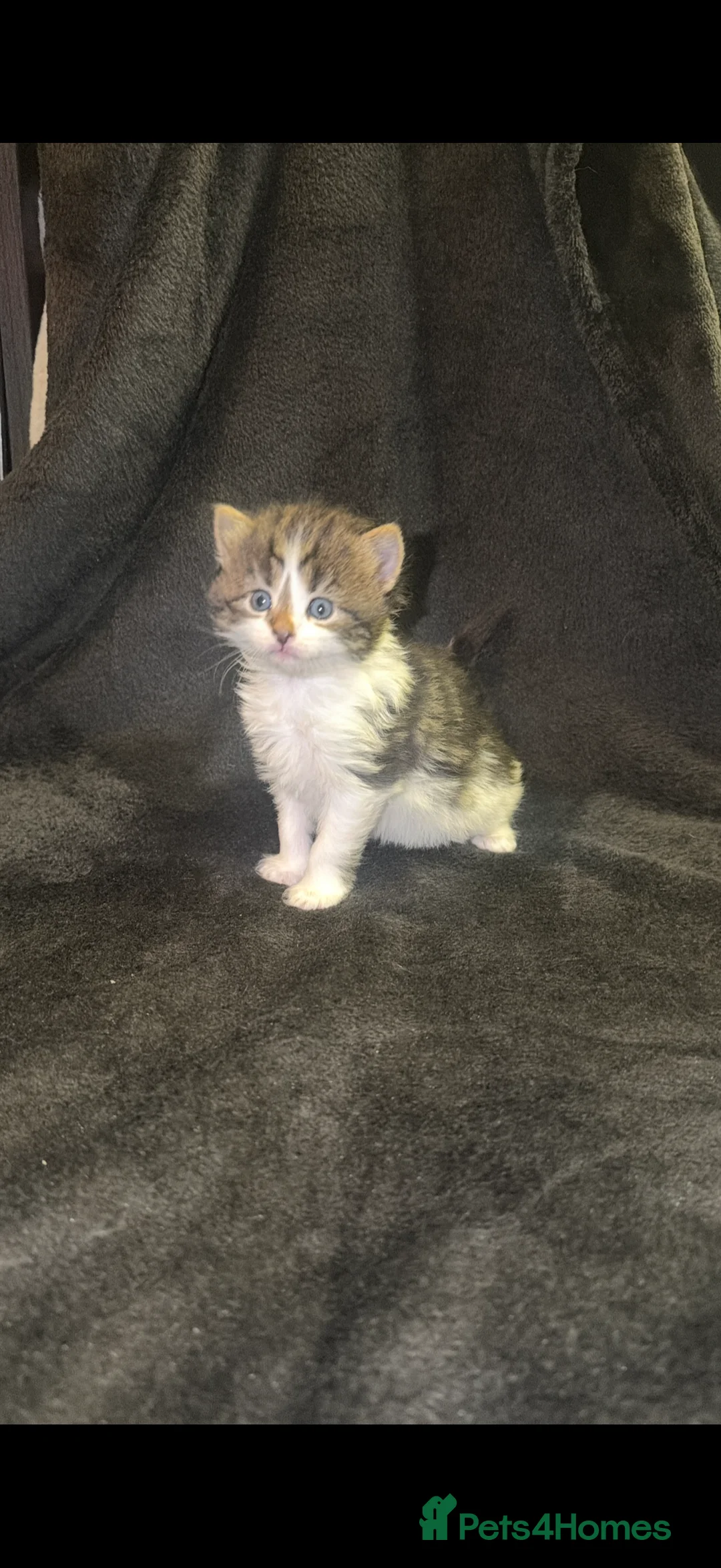 Maine Coon cats for sale: Maine Coon X Kittens - Advert 7