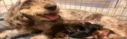 Cockapoo dogs for sale: Beautiful F1b sable cockapoos for sale  - Advert 24