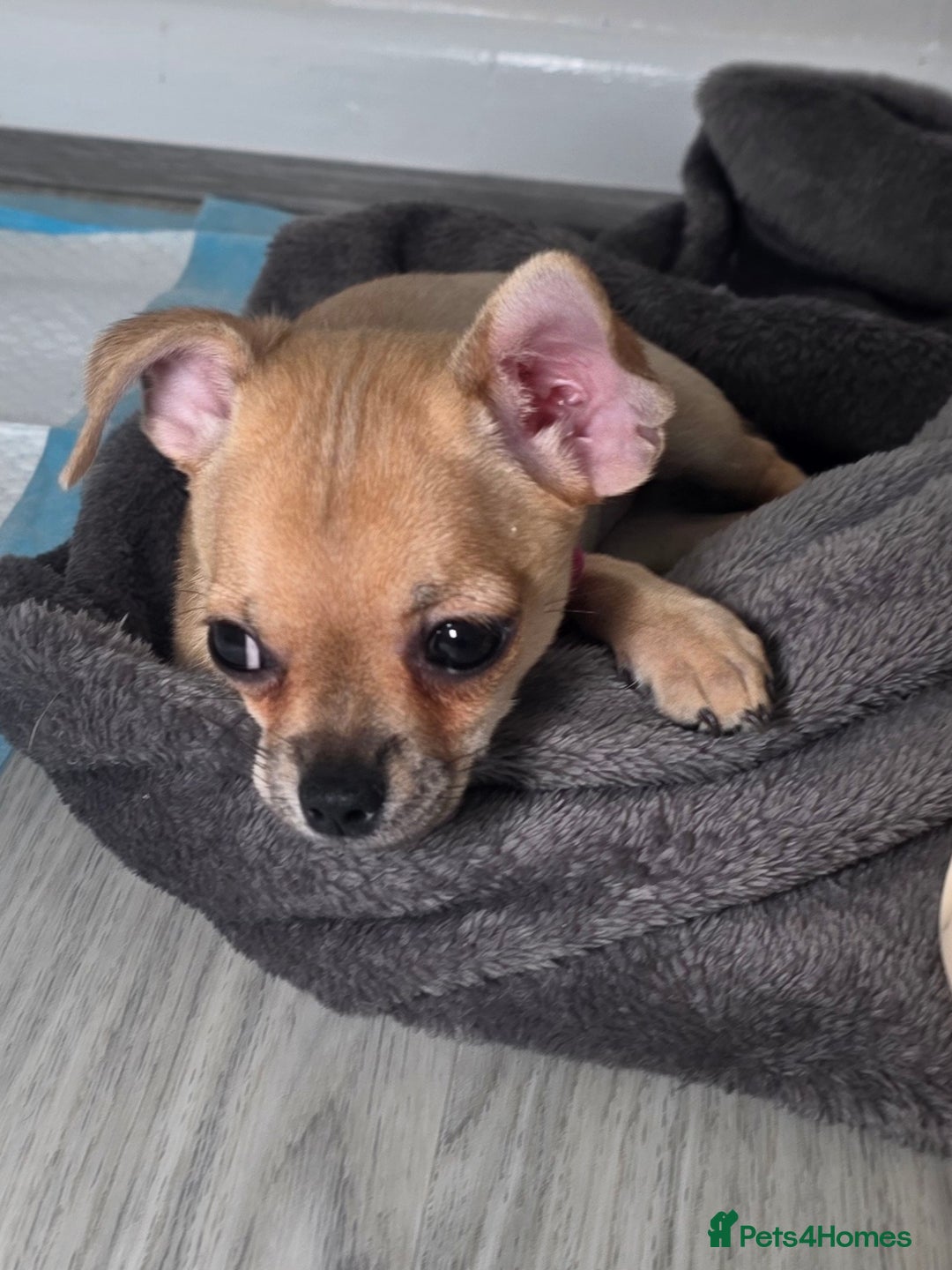 Chihuahua dogs for sale: CHIHUAHUA Girls Ready To Go - Advert 17