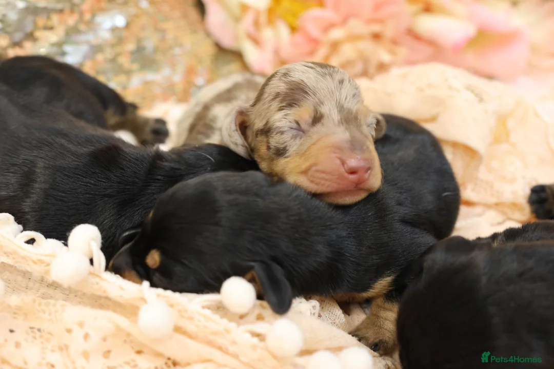 Miniature Dachshund dogs for sale: KC Miniature Dachshund Puppies - Advert 5