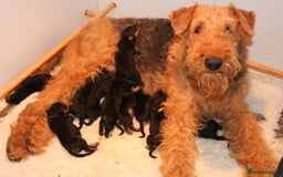 Airedale Terrier dogs for sale: Airedale Pups ready to go ! - Image 2
