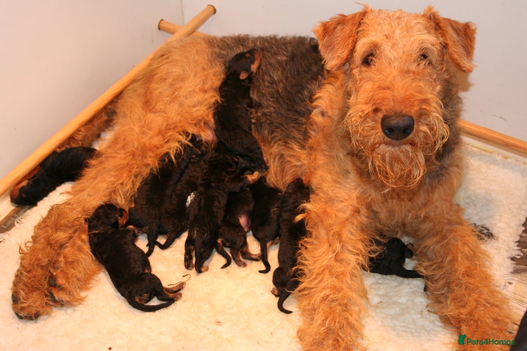 Airedale Terrier dogs for sale: Airedale Pups ready to go ! - Image 2