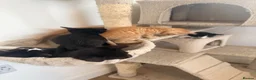 Mixed Breed cats for sale: Beautiful kittens for sale - Advert 9
