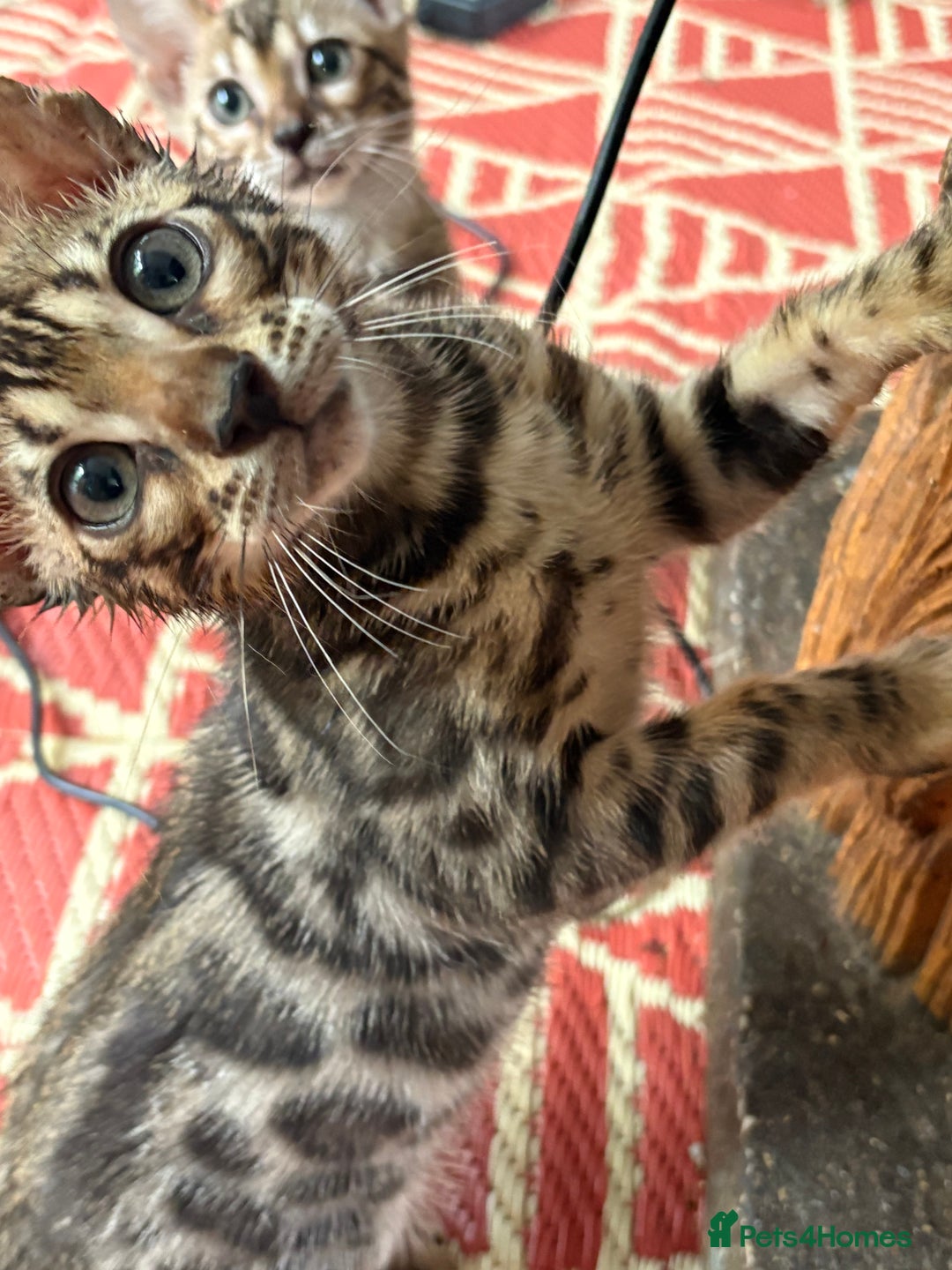 Bengal cats for sale: Snow and charcoal Bengals Registered - Image 10