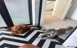 Mixed Breed dogs for sale: Puppies looking for a loving family  - Image 34