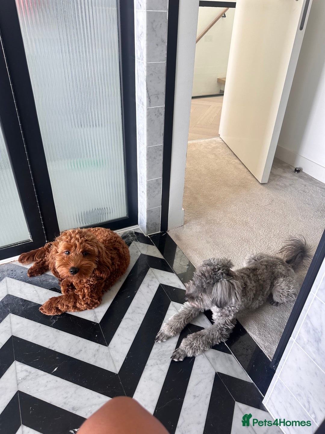 Mixed Breed dogs for sale: Puppies looking for a loving family  - Image 34