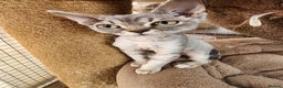 Devon Rex cats for sale: 2 Devon Rex female kittens for sale!!!🐯🐯🐯 - Advert 7