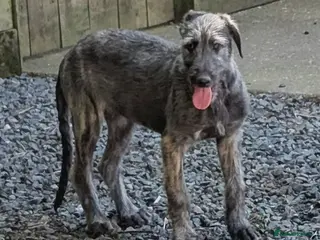 Deerhound dogs Deerhound/wolfhound pups - Advert 5