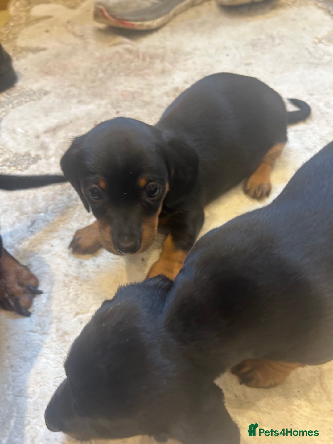 Dachshund dogs for sale: 4 beautiful puppies 2 girls 2 boys blk and tan  - Advert 5