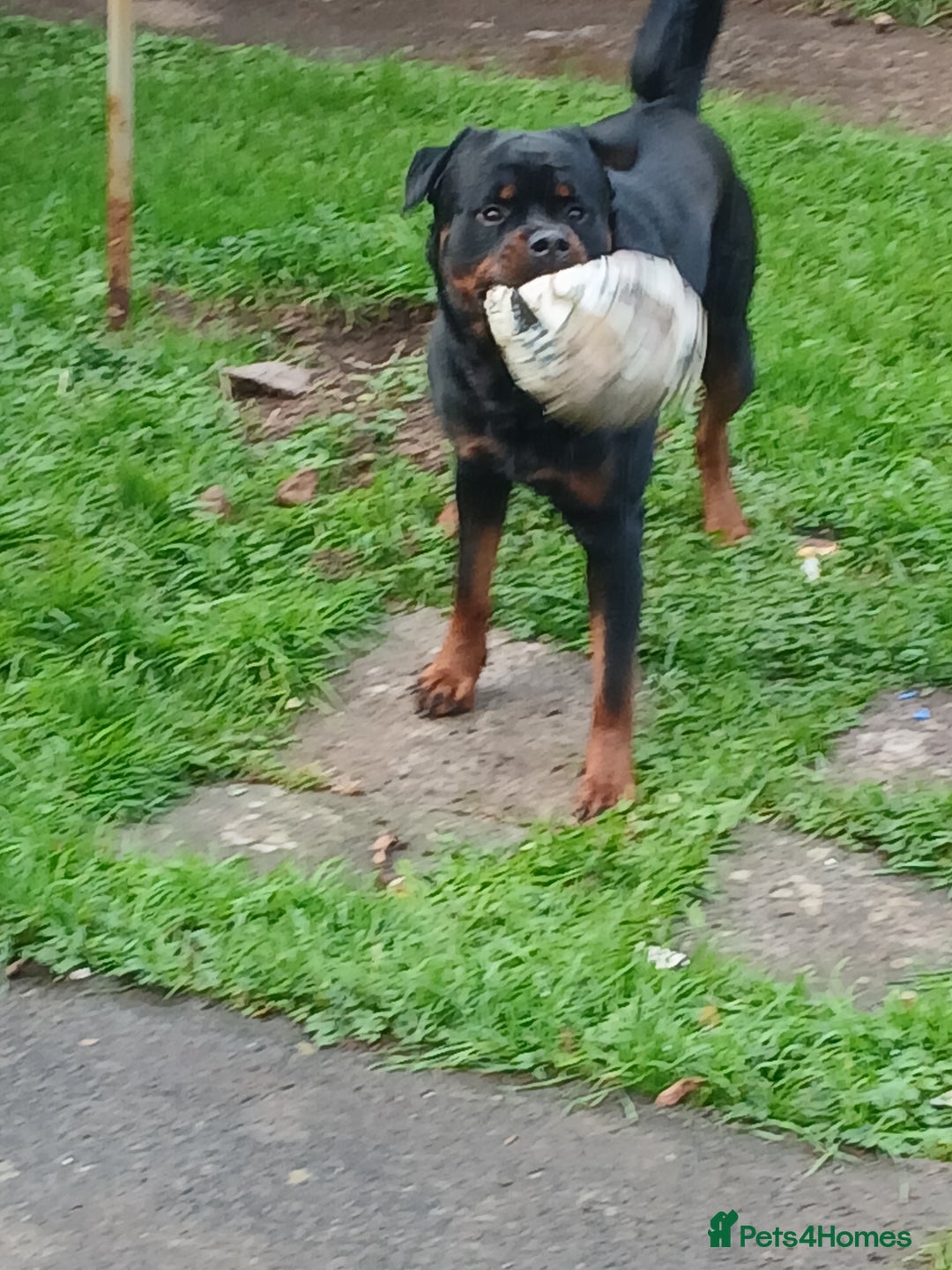 Rottweiler dogs for sale: Rehoming Rosco - Image 3