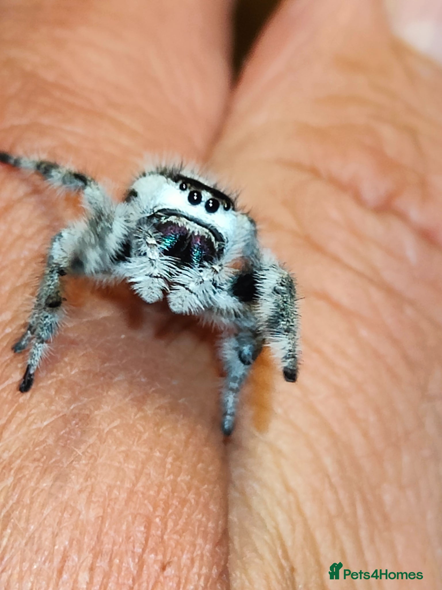 Spiders invertebrates Jumping spiders/Phidippus regius Bahamas White/ - Advert 21