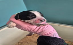 Cocker Spaniel dogs for sale: 6 beautiful Cocker puppies 🐶  - Image 12