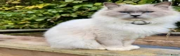 Ragdoll cats for sale: Ragdoll kittens available ♥️  - Advert 4