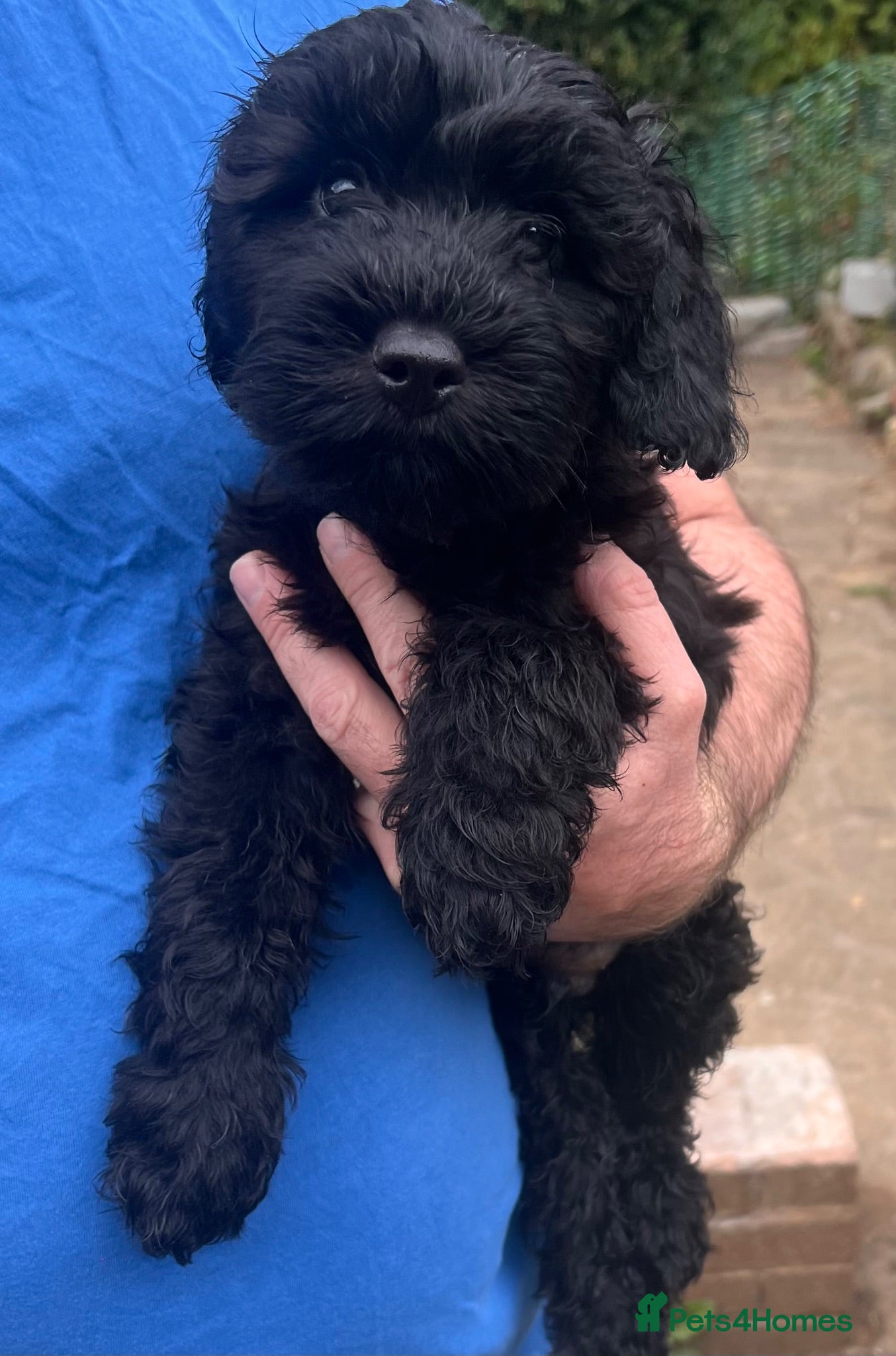 Cockapoo dogs Cockapoo Puppies- only 2 remaining - ready now  - Advert 11