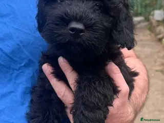 Cockapoo dogs Cockapoo Puppies- only 2 remaining - ready now - Advert 11