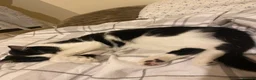Mixed Breed cats for sale: black and white female kitten in London - Advert 2