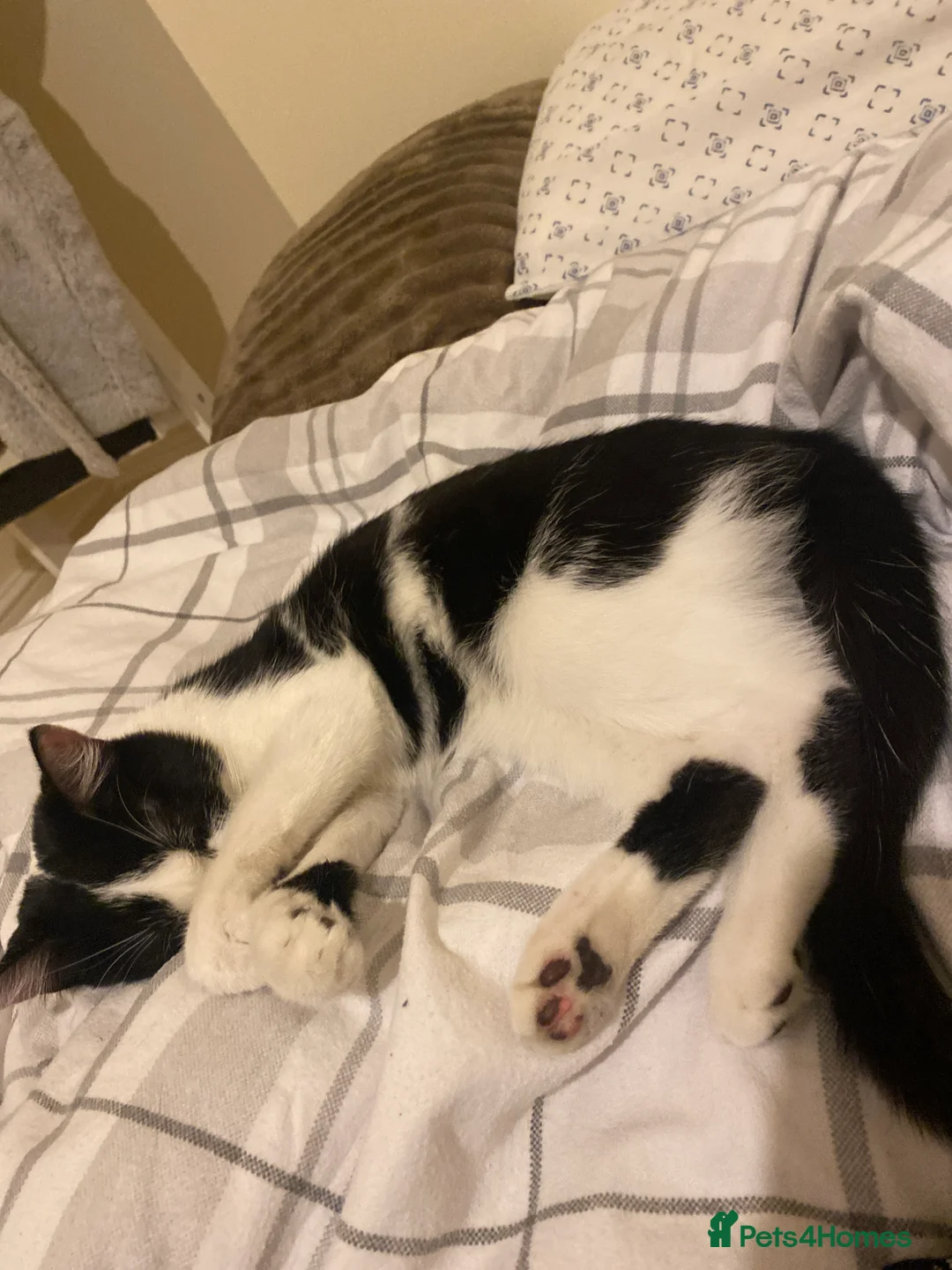Mixed Breed cats for sale: black and white female kitten in London - Advert 2
