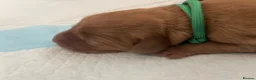 Labrador Retriever dogs for sale: Fox Red KC registered working Labrador puppies  - Advert 11