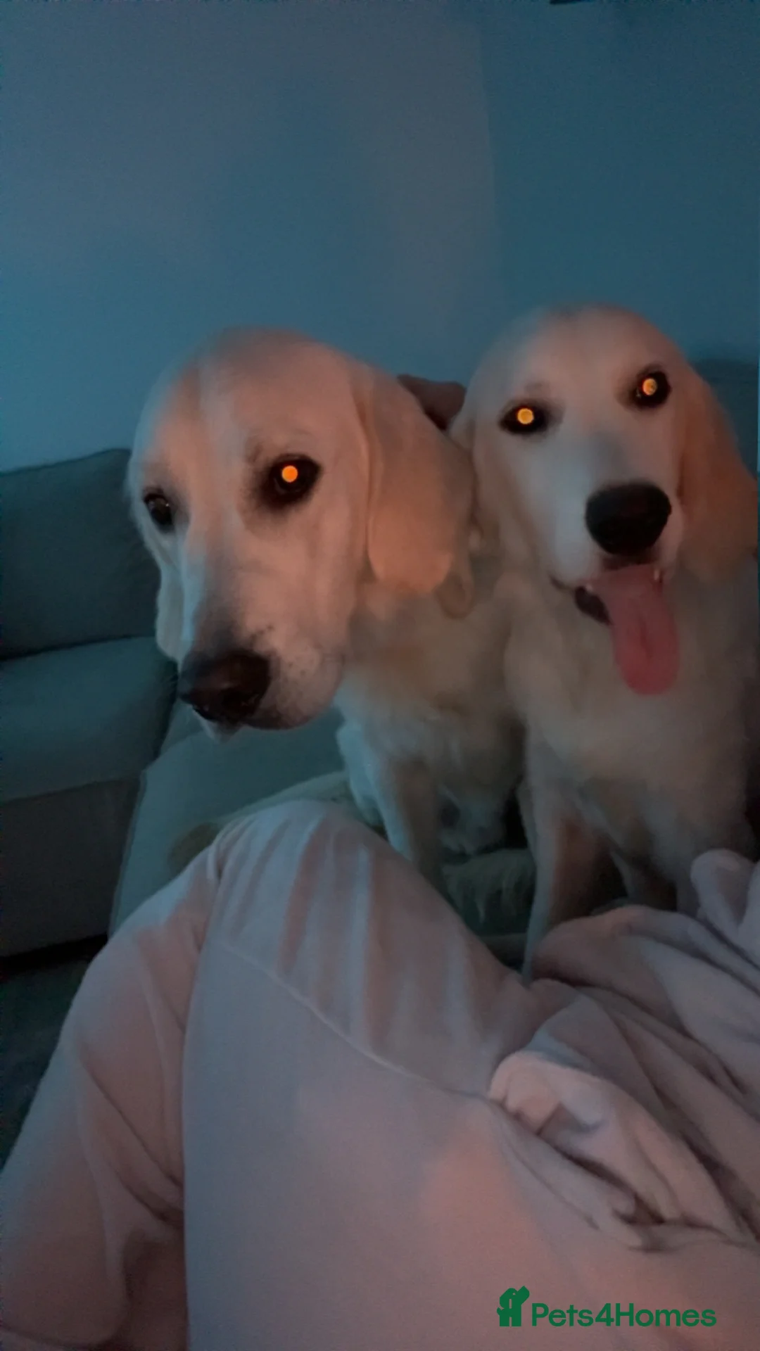 Golden Retriever dogs for sale: 2 Male golden retrievers for rehoming - Advert 31