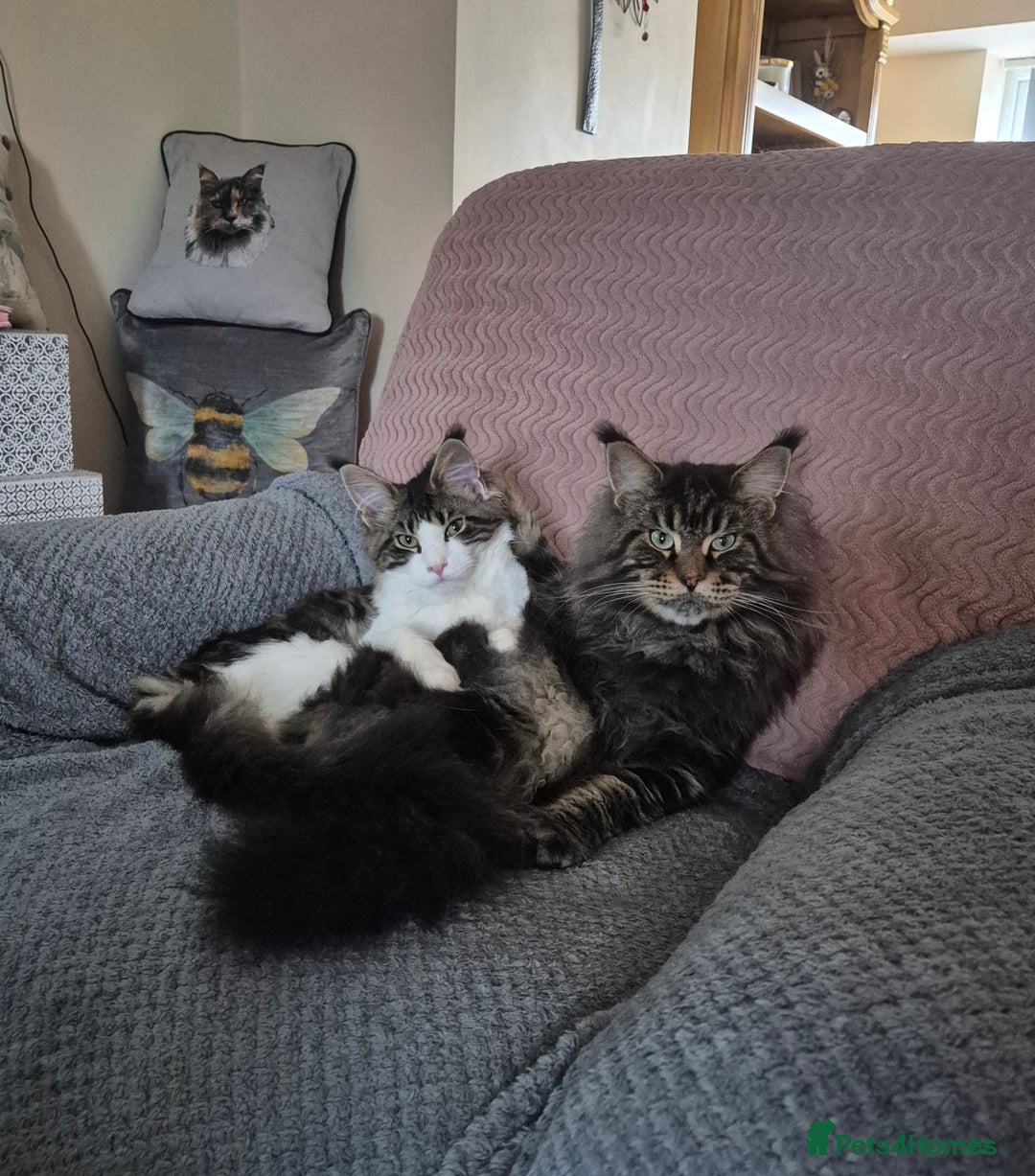 Maine Coon cats for sale: Male Maine Coon - Image 4
