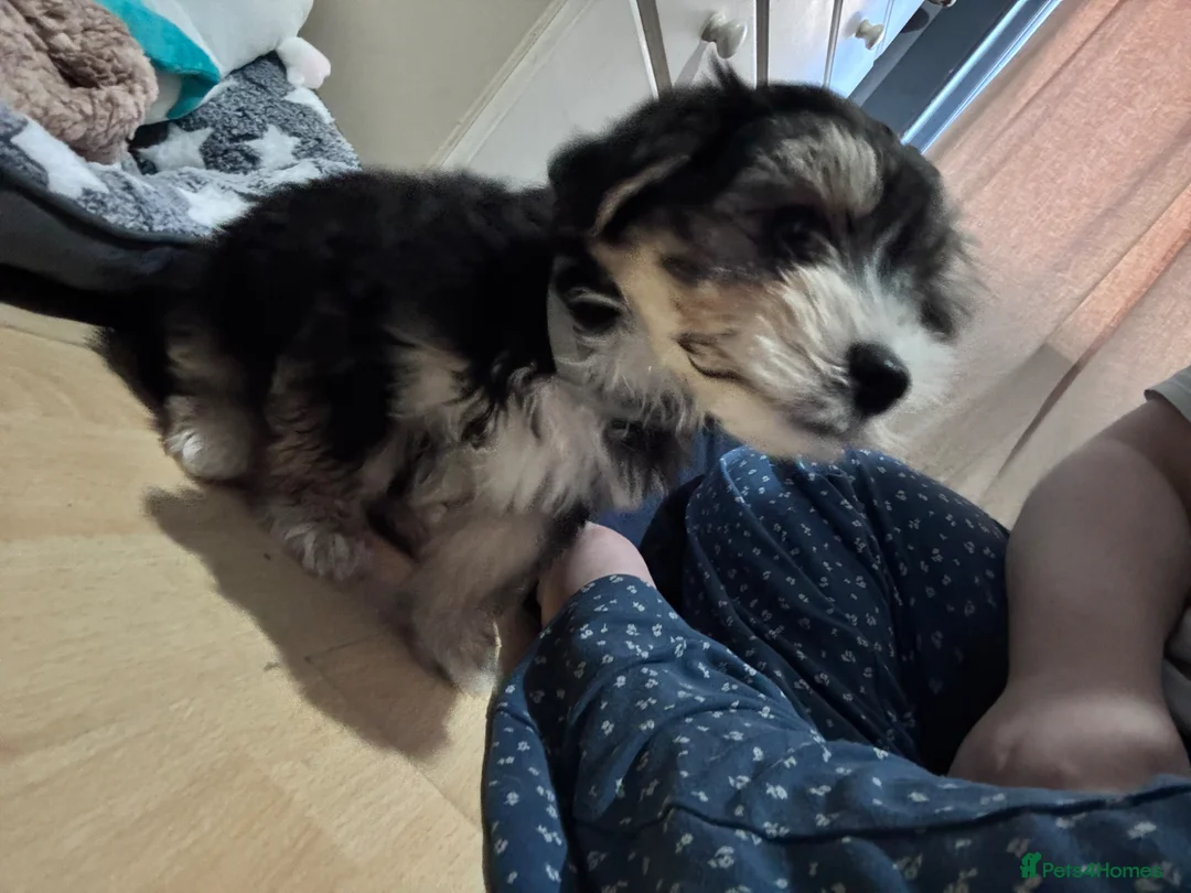 Mixed Breed dogs for sale: 14 week yorkiepoo puppy + everything you need - Advert 2