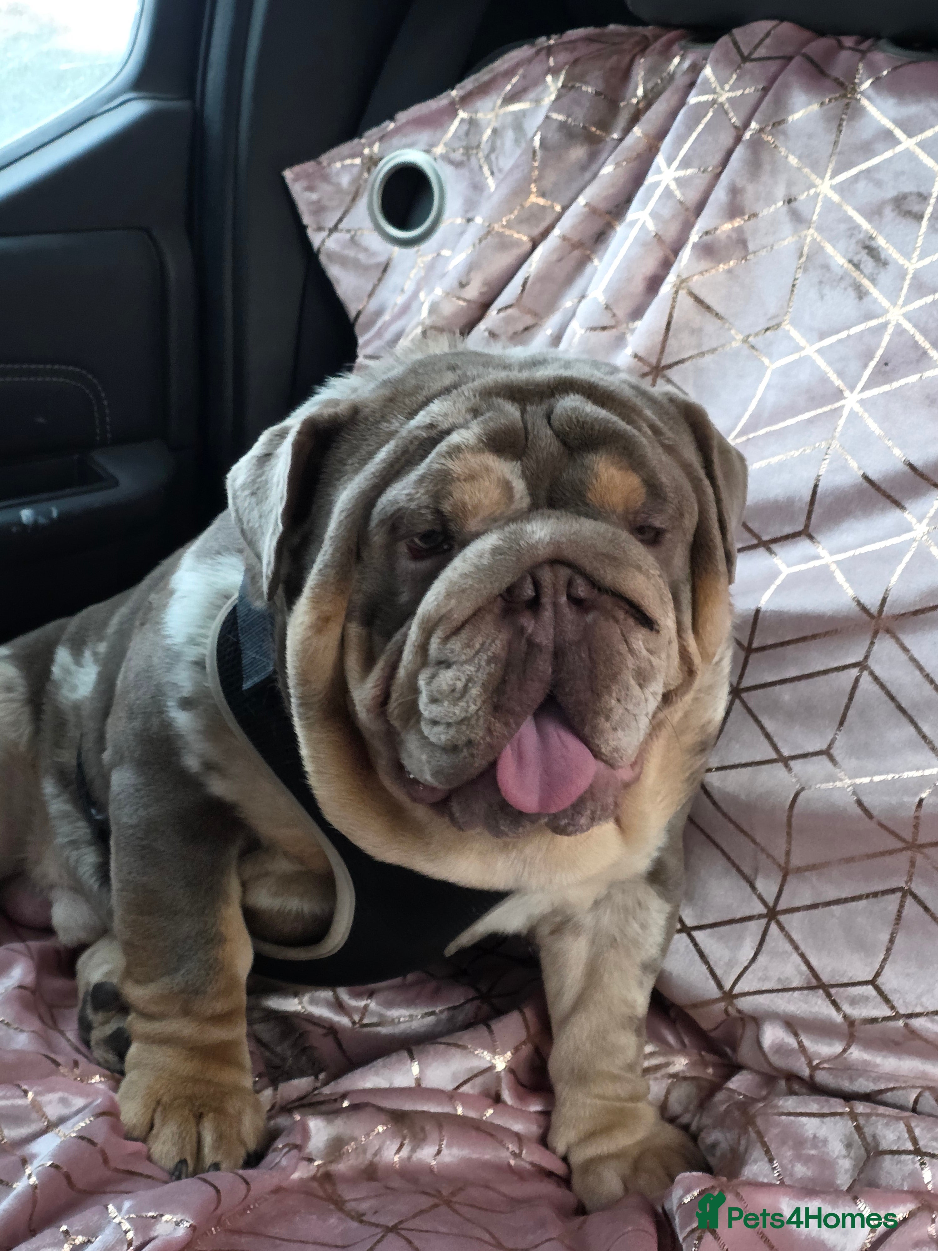 English Bulldog dogs British bulldog for stud - Advert 1