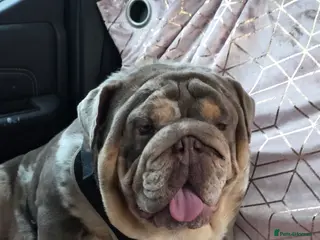 English Bulldog dogs British bulldog for stud - Advert 1