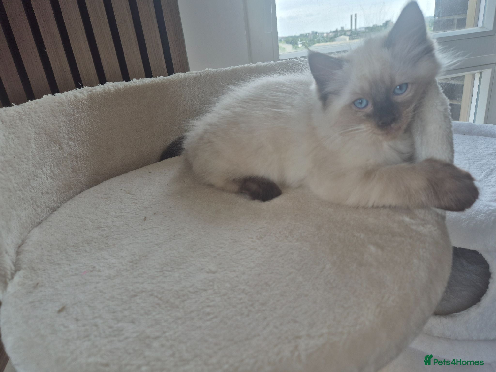 Ragdoll cats Gorgeous ragdolls: gccf and tica registered - Advert 2