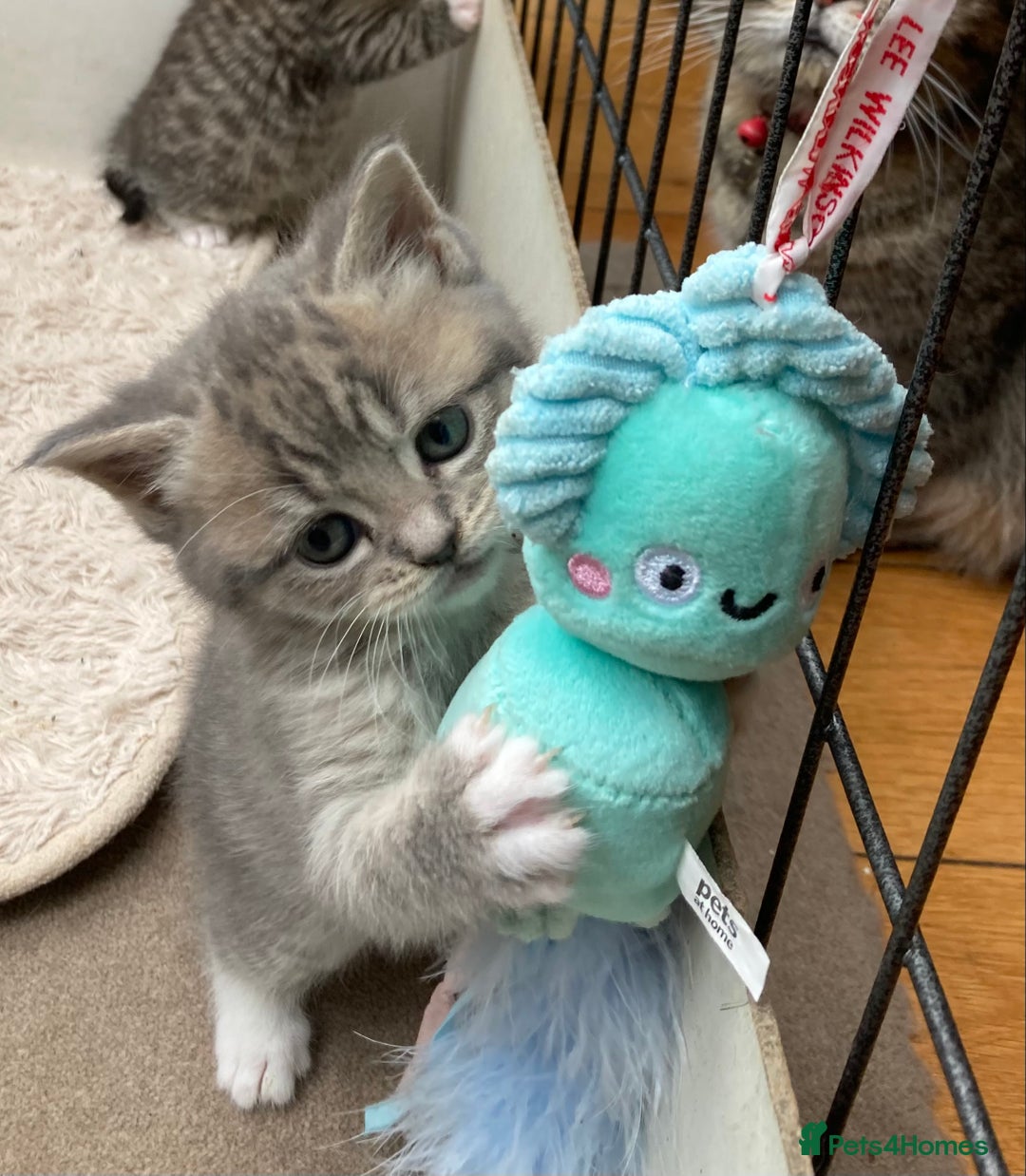 Exotic cats for sale: Exotic x kittens - Image 8