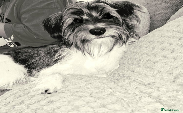 Yorkshire Terrier dogs - Advert 1