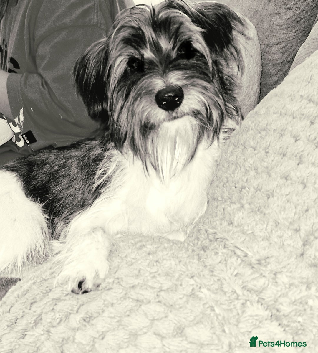 Yorkshire Terrier dogs for sale: Yorkshire terrier 2yr old  - Image 1