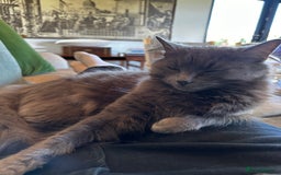 Russian Blue cats for sale: Sweet 4 Year Old Russian Blue Girl  - Image 6