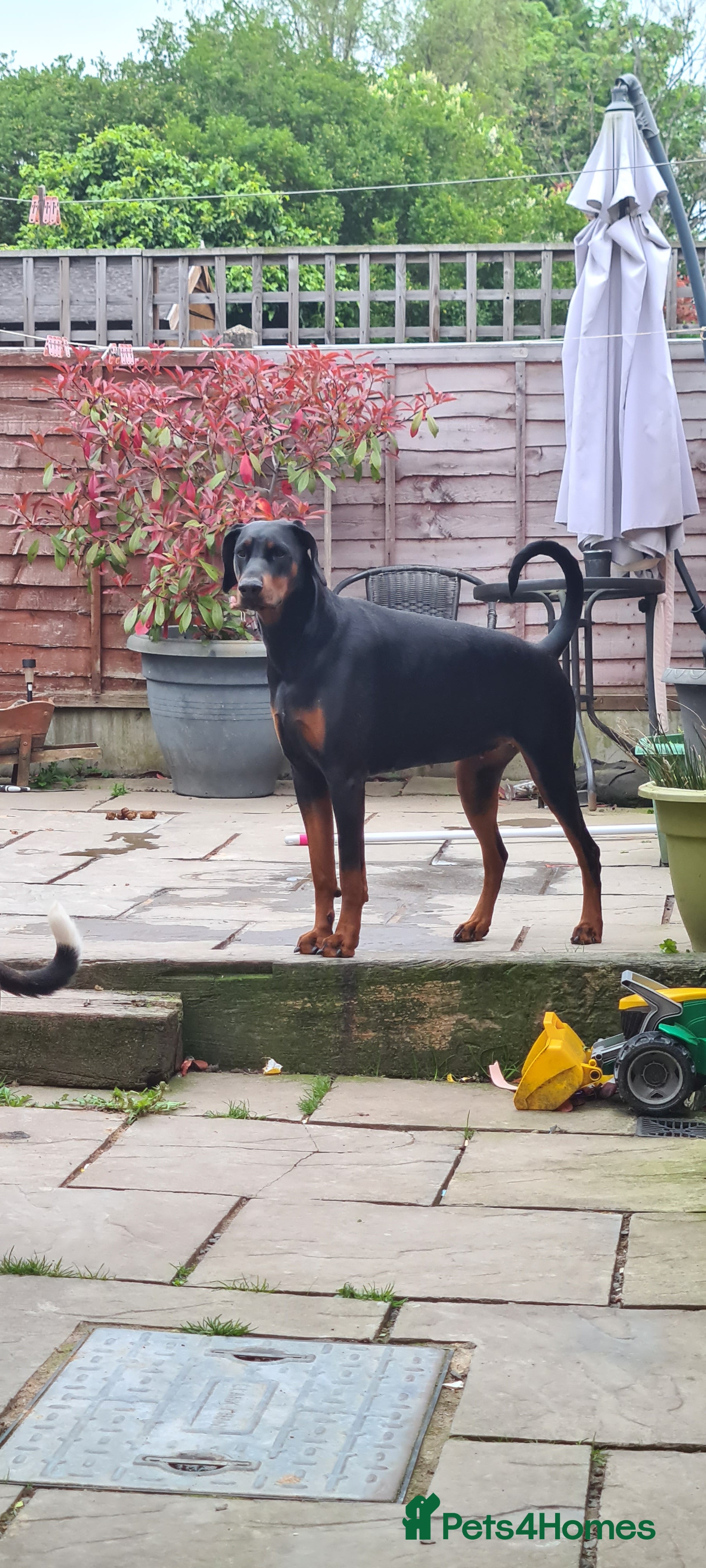 Dobermann dogs Rosie 4 Yr old female doberman  - Advert 1
