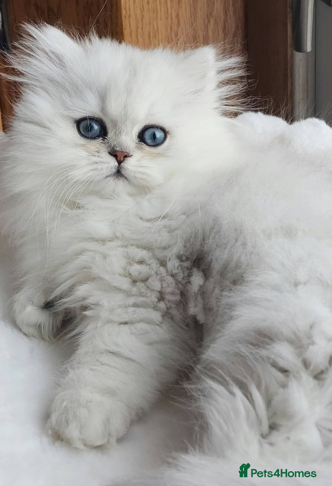 Persian cats Persian kittens - Advert 3