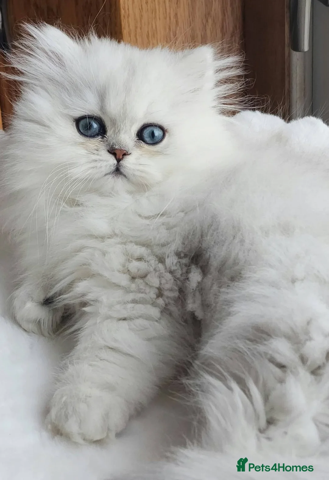 Persian cats for sale: Persian kittens - Advert 1