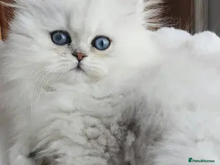 Persian cats Persian kittens - Advert 3