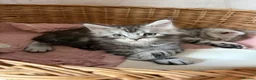 Maine Coon cats for sale: TICA registered kittens - Advert 9