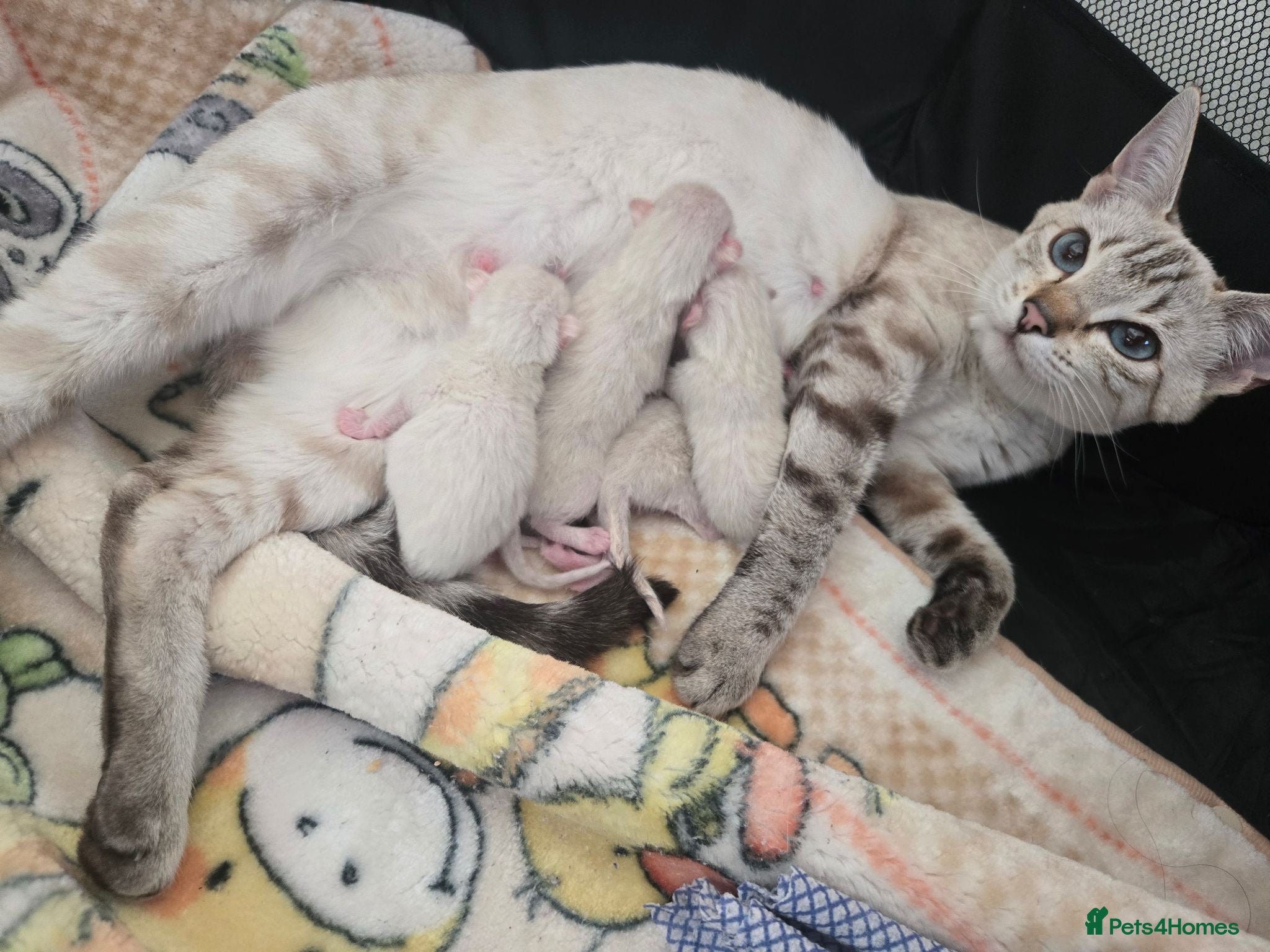 Bengal cats 🌟 Stunning pure bengal snow kittens 🎉 - Advert 3