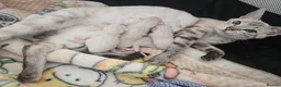 Bengal cats for sale: 🌟 Stunning pure bengal snow kittens 🎉 - Advert 1