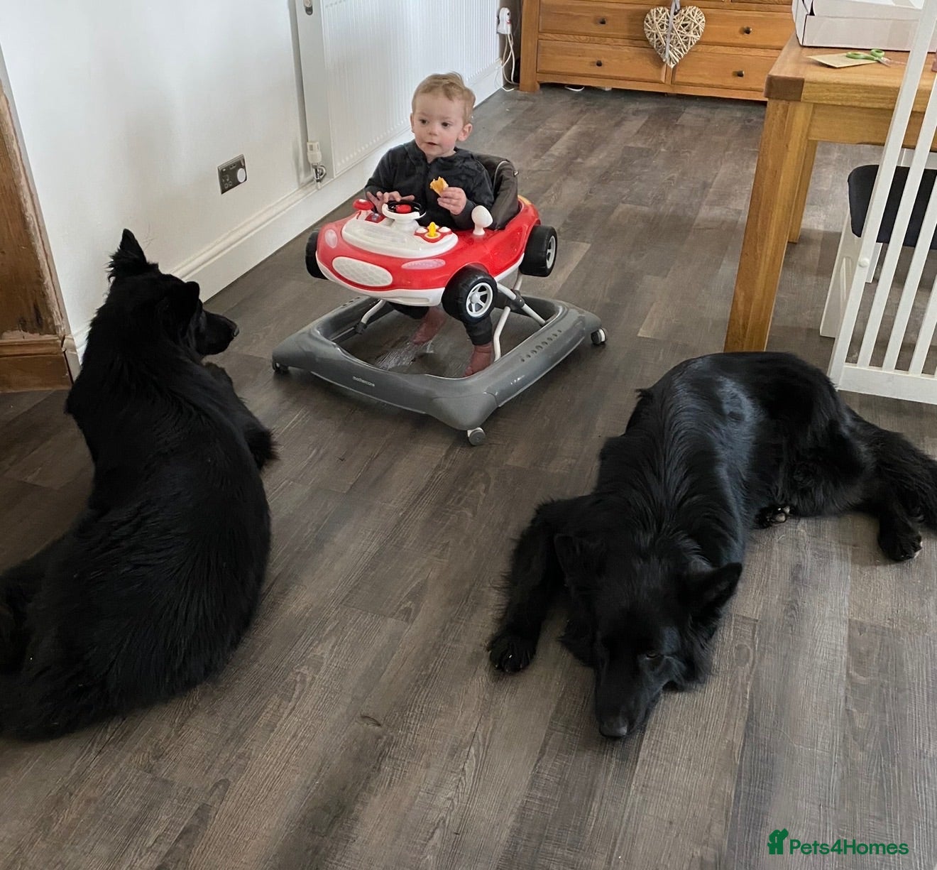 German Shepherd dogs Two beautiful examples of German Shepherds - Advert 7